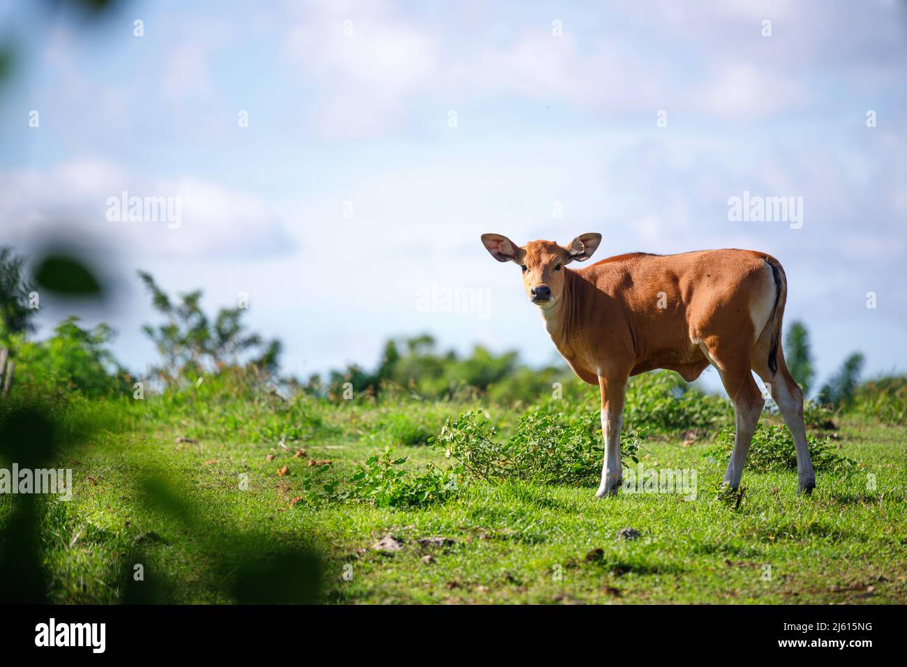 Piccolo vitello marrone in un campo verde Foto Stock