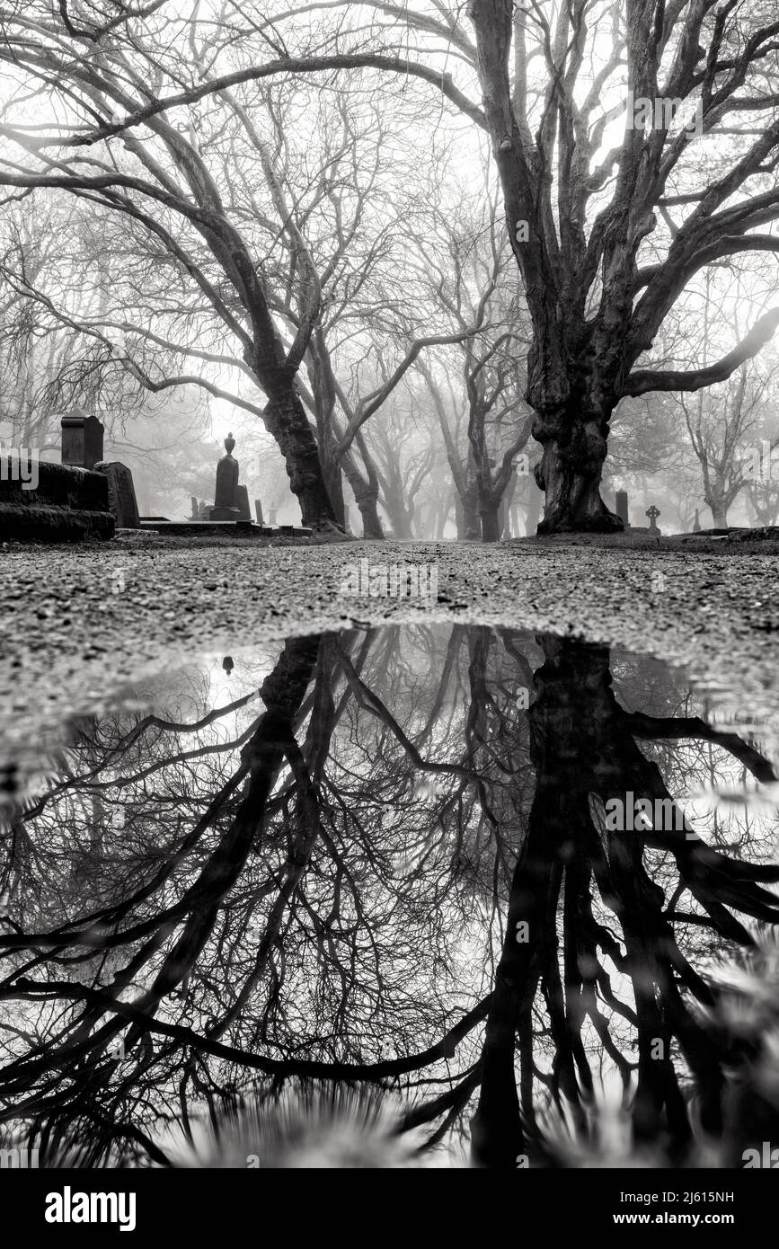 Il sentiero fiancheggiato da alberi di nebbia si riflette nel cimitero di Ross Bay - Victoria, Vancouver Island, British Columbia, Canada [B&W Image] Foto Stock