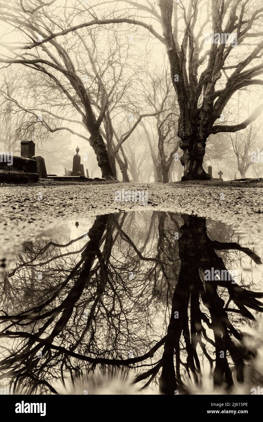 Il sentiero fiancheggiato da alberi di nebbia si riflette nel cimitero di Ross Bay - Victoria, Vancouver Island, British Columbia, Canada [Antique Filter] Foto Stock