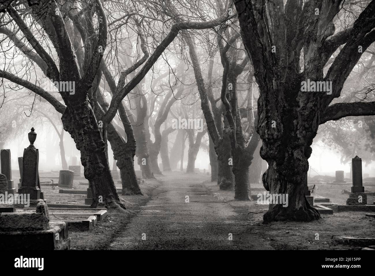 Campo da foggy alberato in Ross Bay Cemetery - Victoria, Vancouver Island, British Columbia, Canada [B&W Image] Foto Stock