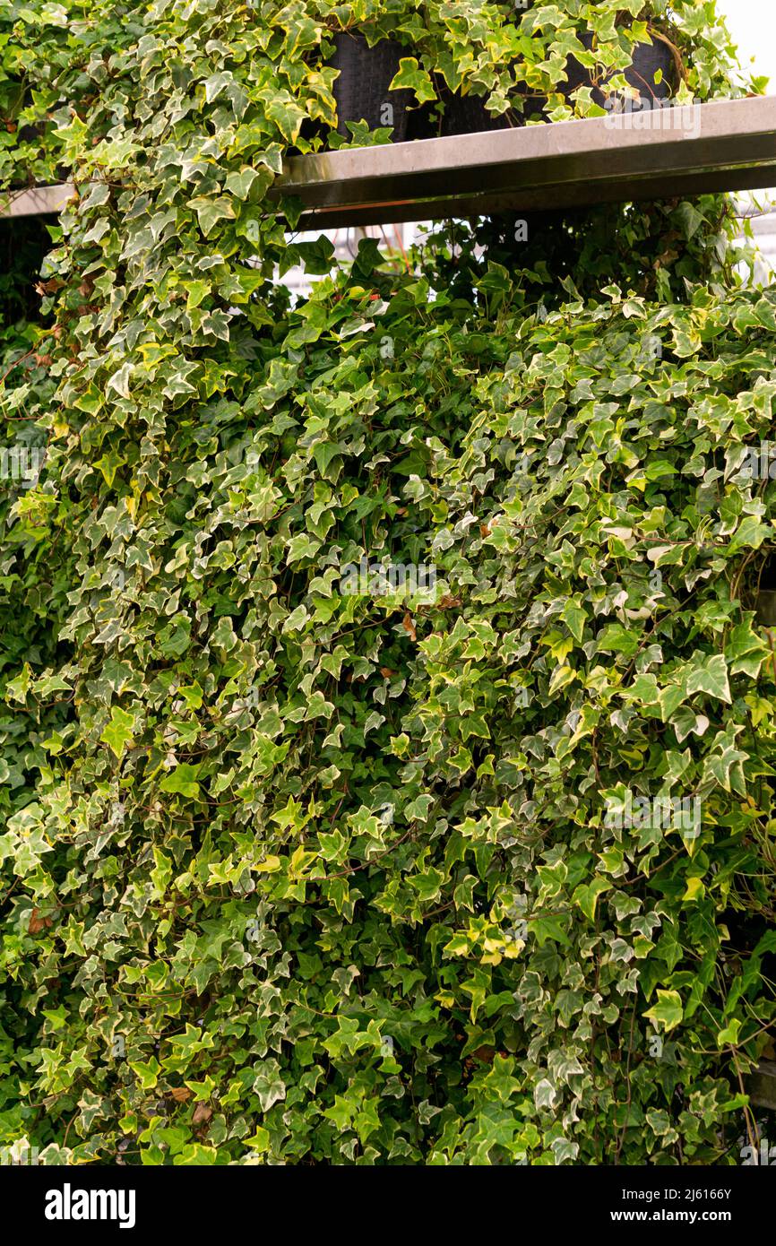 Parete verde di edera sempreverde in vasi di fiori Foto Stock