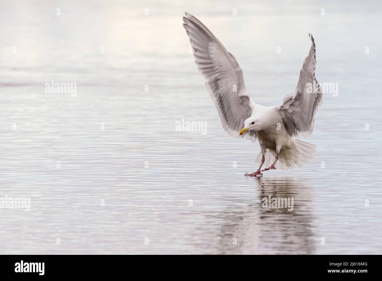 Gull alare glaucous (Larus glaucescens) che atterra sull'acqua - Laguna di Esquimalt - Colwood, vicino Victoria, Vancouver Island, British Columbia, Canada Foto Stock