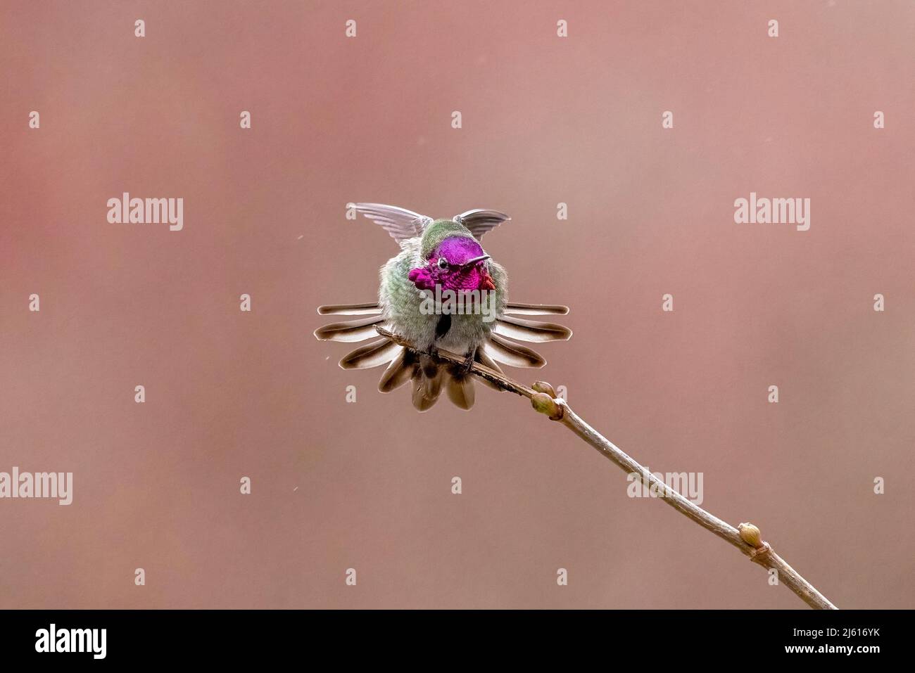 Hummingbird di Anna (Calypte anna) maschio Stretching - Royal Roads University - Colwood, vicino Victoria, Vancouver Island, British Columbia, Canada Foto Stock