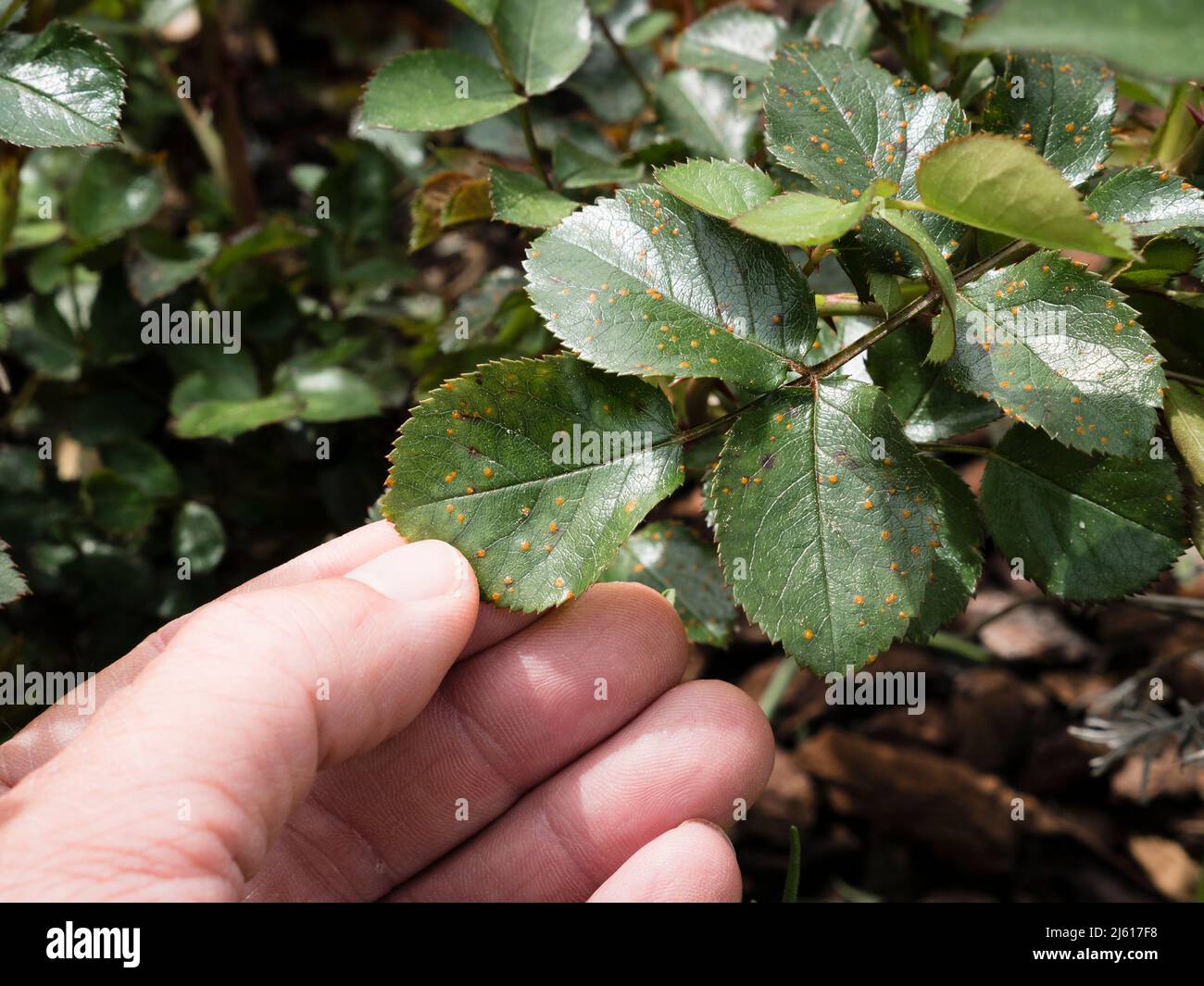 Giardinieri mano che tiene infetta foglia con rosa ruggine Phragmidium mucosronatum Foto Stock