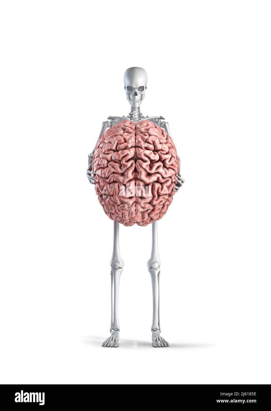 Scheletro con cervello - 3D illustrazione dello scheletro umano maschile che tiene il cervello umano isolato su sfondo bianco studio Foto Stock