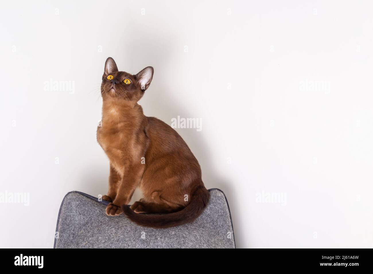 Incredibile gattino birmano di colore marrone Foto Stock