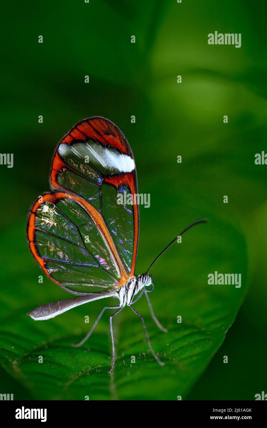 Bella farfalla, Nero Glasswing, Greta nero, primo piano di farfalla trasparente ad ala di vetro su foglie verdi. Scena da foresta tropicale, Honduras, r Foto Stock