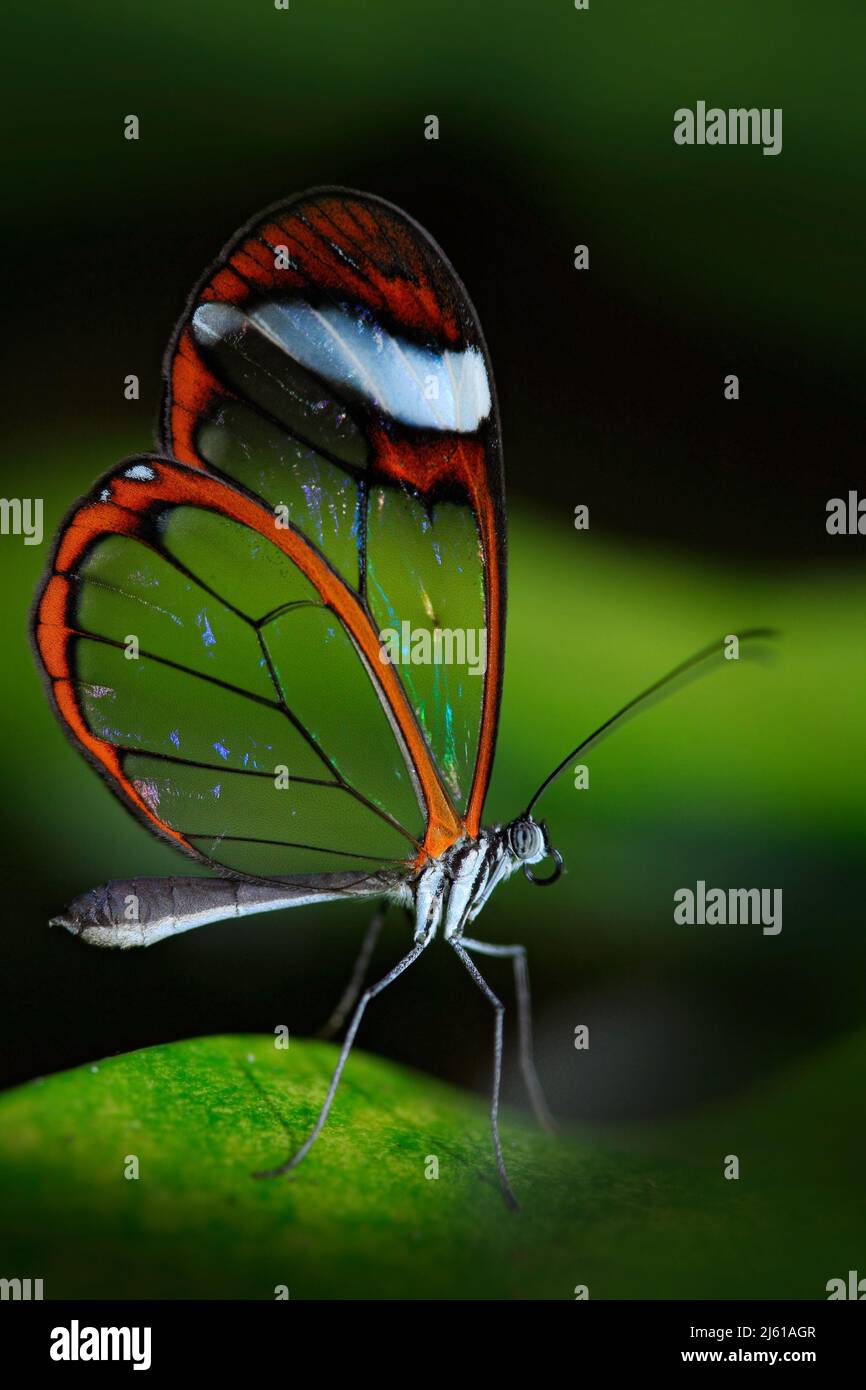 Bella farfalla, Nero Glasswing, Greta nero, primo piano di farfalla trasparente ala di vetro su foglie verdi, scena da foresta tropicale, Costa Rica, Foto Stock