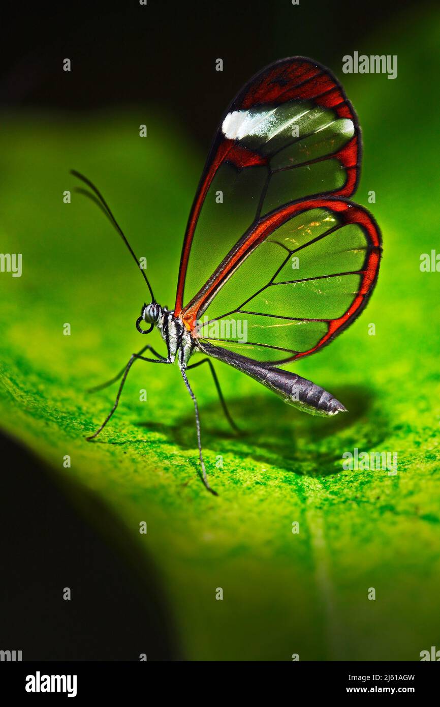 Nero Glasswing, Greta nero, primo piano di farfalla trasparente ad ala di vetro sulle foglie verdi, scena dalla foresta tropicale, Costa Rica, poggiante su un l verde Foto Stock