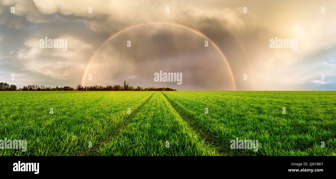 Panorama verde di grano con arcobaleno e strada campo Foto Stock