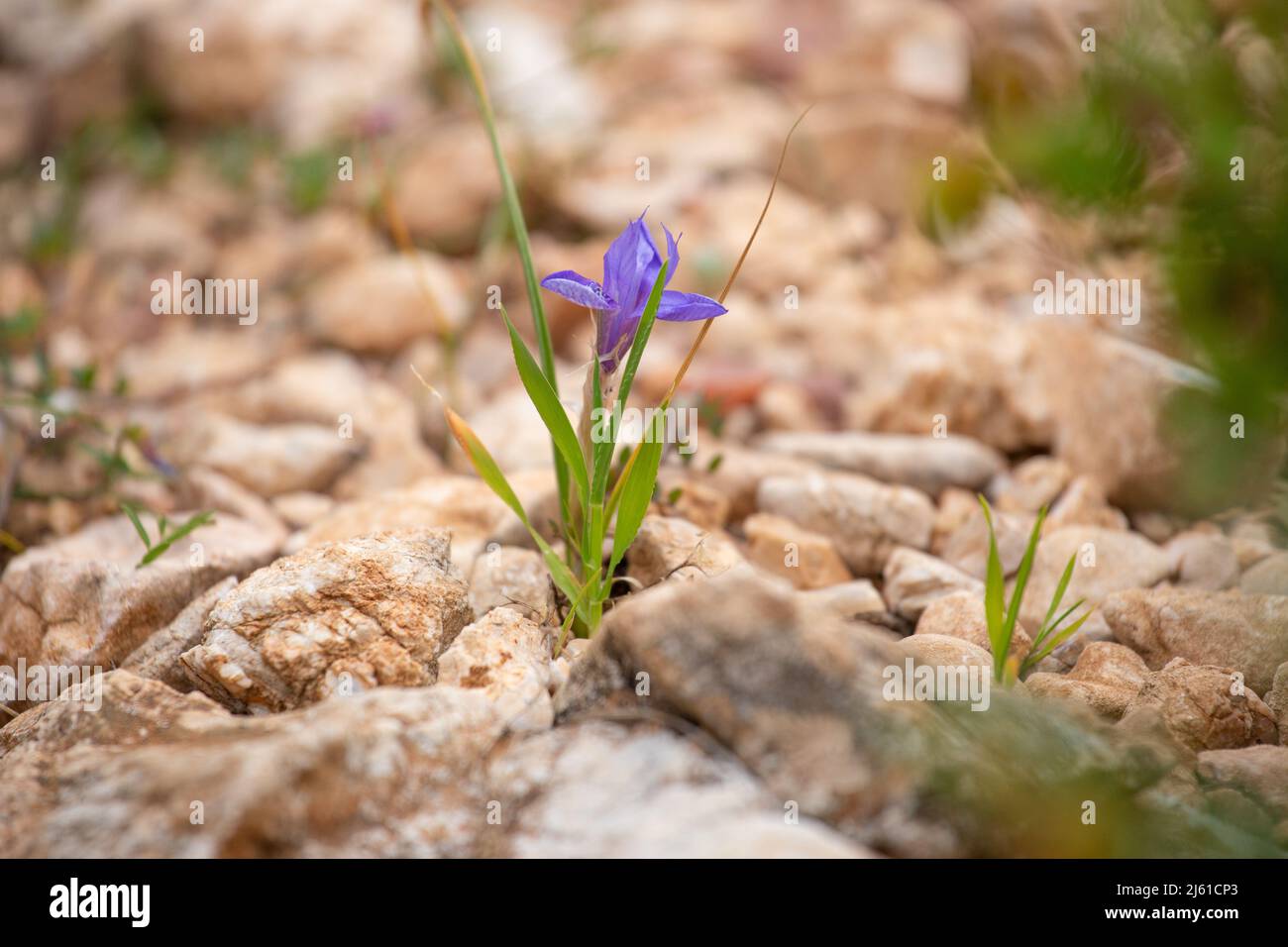 Moraea sisyrinchium o Gynandriris sisyrinchium, noto anche come barbary Nut. Piccoli iridi selvatici. Si trova facilmente in Turchia, regione mediterranea. Foto Stock