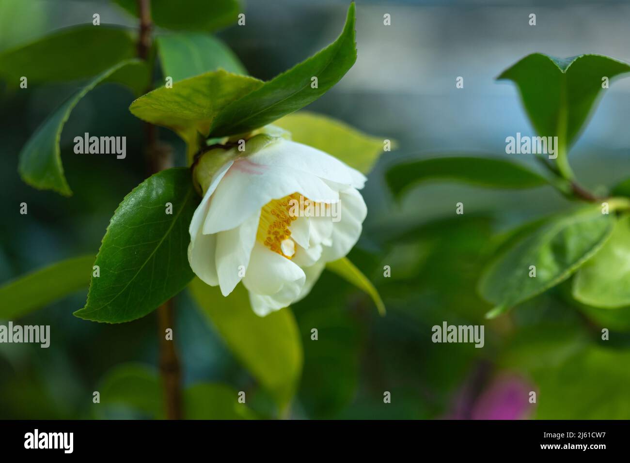 Camellia fiore bianco in natura. Foto sfocata di sfondo di pianta. Foto Stock