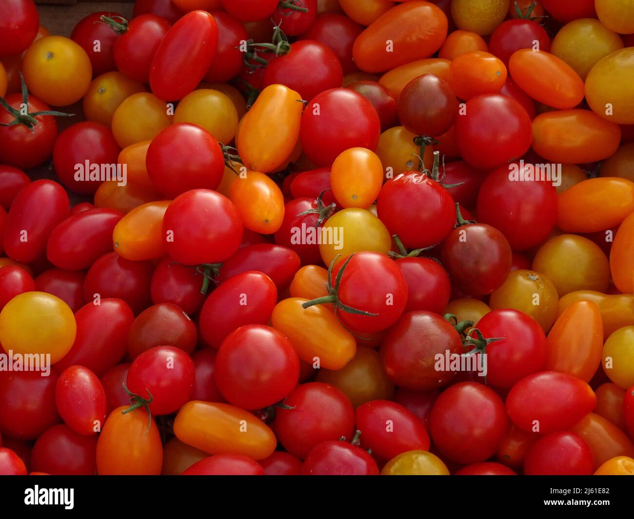 primo piano di piccoli pomodori colorati al mercato all'aperto Foto Stock