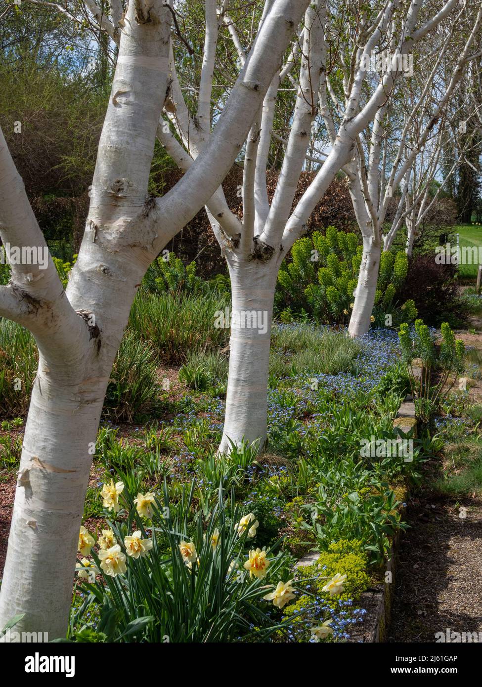 Alberi di betulla a stelo bianco, Betula utilis jacquemontii, Kathy Brown's Garden, Stevington, Bedfordshire, REGNO UNITO Foto Stock