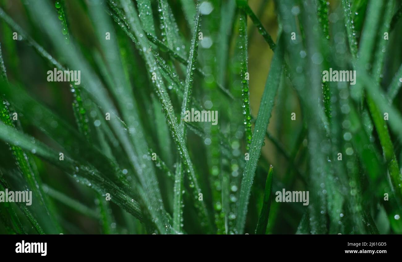 Gocce di rugiada su vegetazione. Erba verde con gocce e bokeh. Foto Stock
