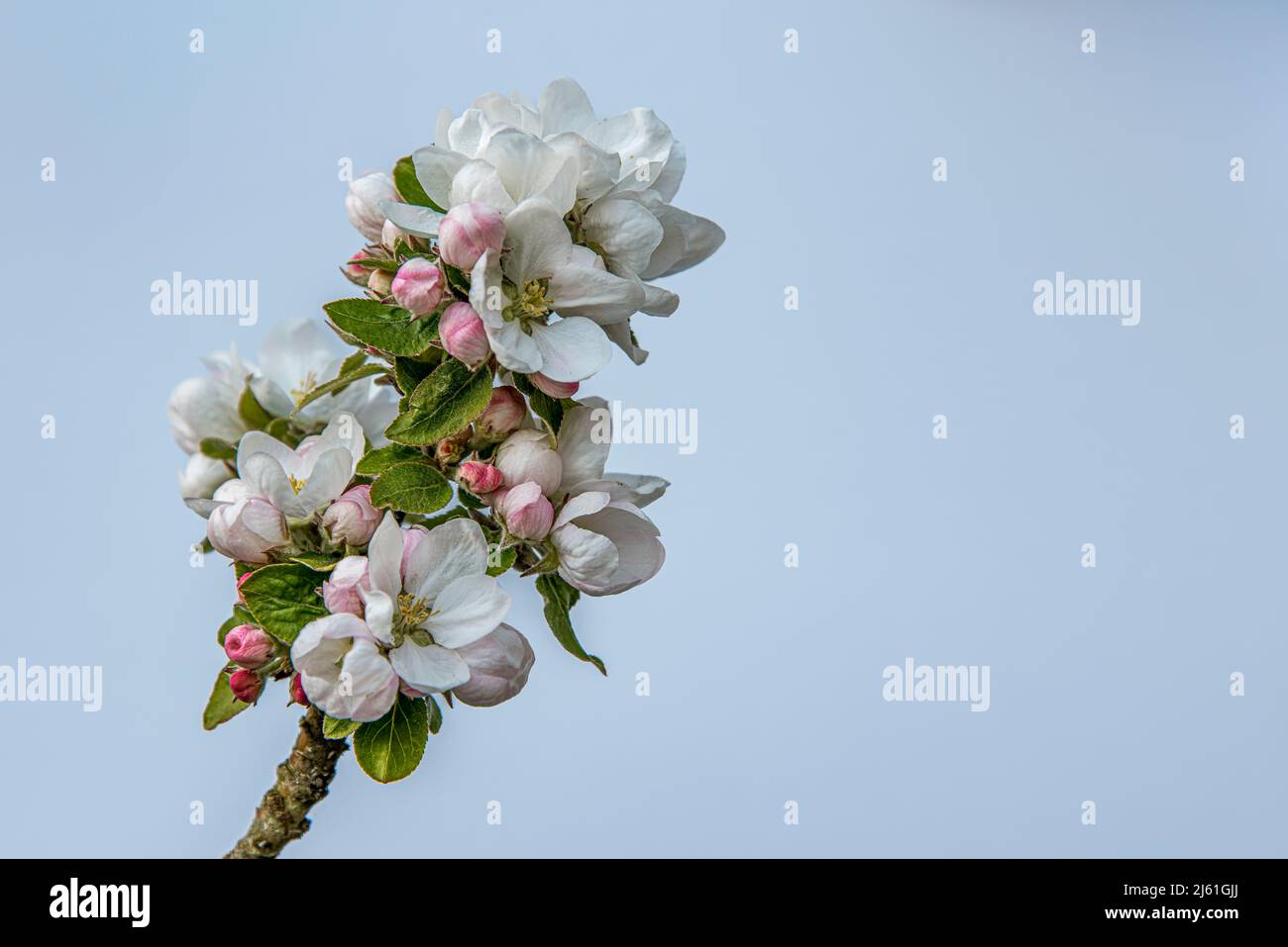 Ramoscello di appletree in fiore contro il cielo blu con spazio per la copia, Danimarca, 25 aprile 2022 Foto Stock