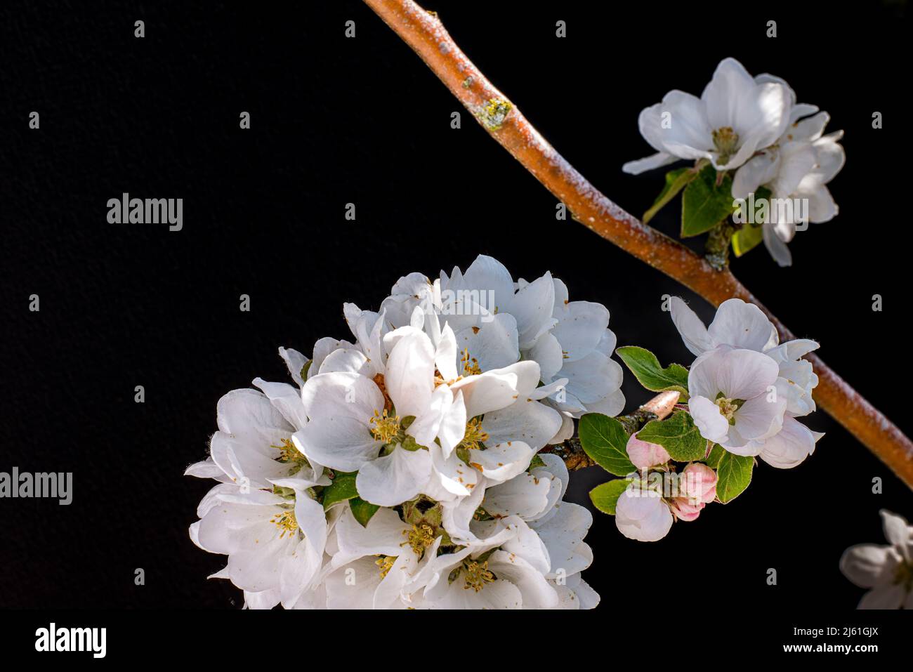 Ramo di un melo fiorente su sfondo nero con spazio per la copia, Danimarca, 25 aprile 2022 Foto Stock