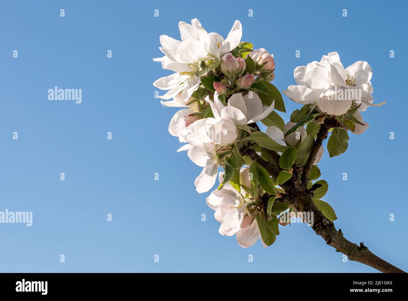 Ramo di un melo fiorente contro un cielo blu con spazio per la copia, Danimarca, 25 aprile 2022 Foto Stock