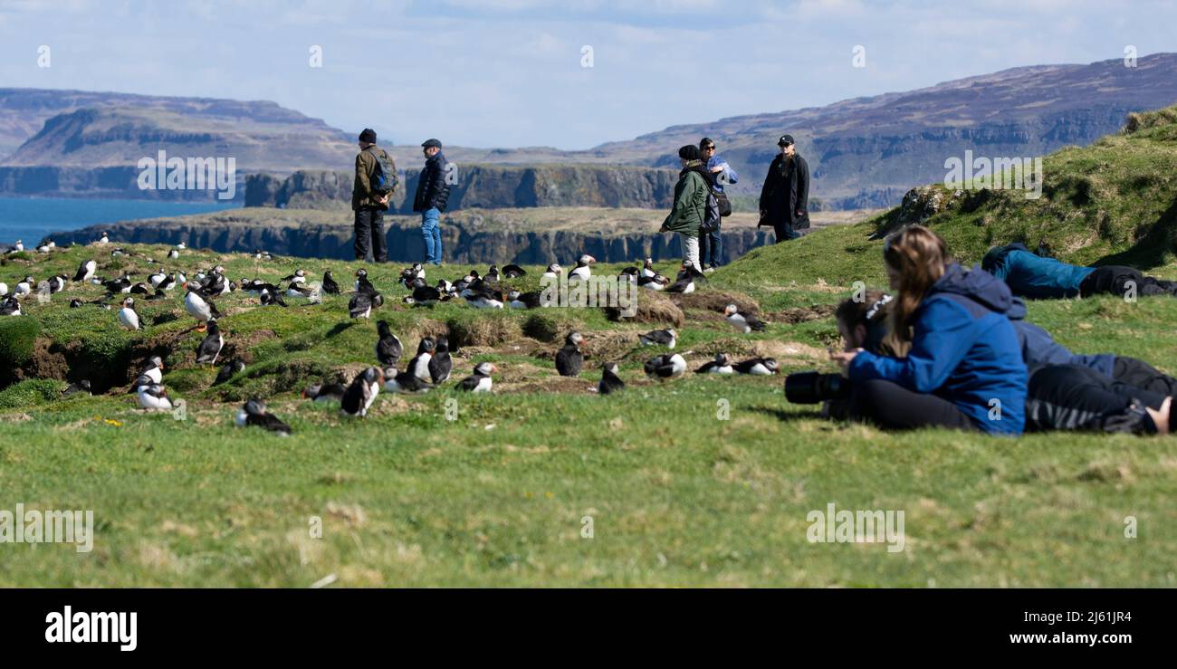 I turisti che si divertono e fotografano la colonia di Puffins sull'isola di lunga, la più grande delle Isole Tresnish al largo della costa occidentale di Mull Foto Stock