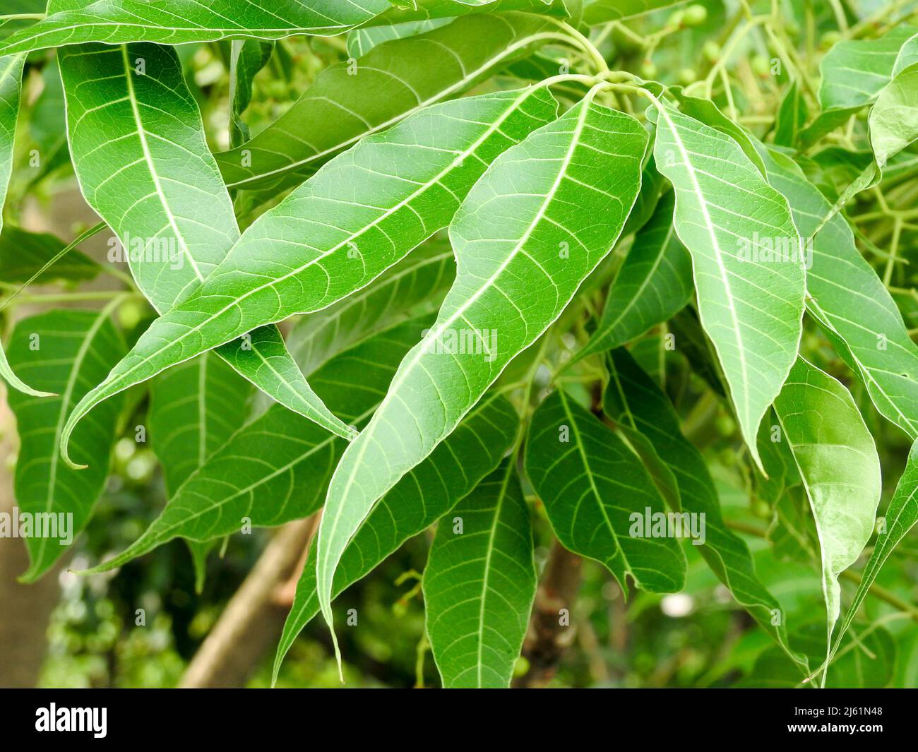 Foglie di lilla indiane. Azadirachta indica, comunemente noto come neem, nimtree o lilla indiana, è un albero della famiglia mogano Meliaceae. Foto Stock