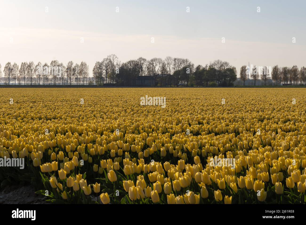 Campo di tulipano giallo nei Paesi Bassi Foto Stock