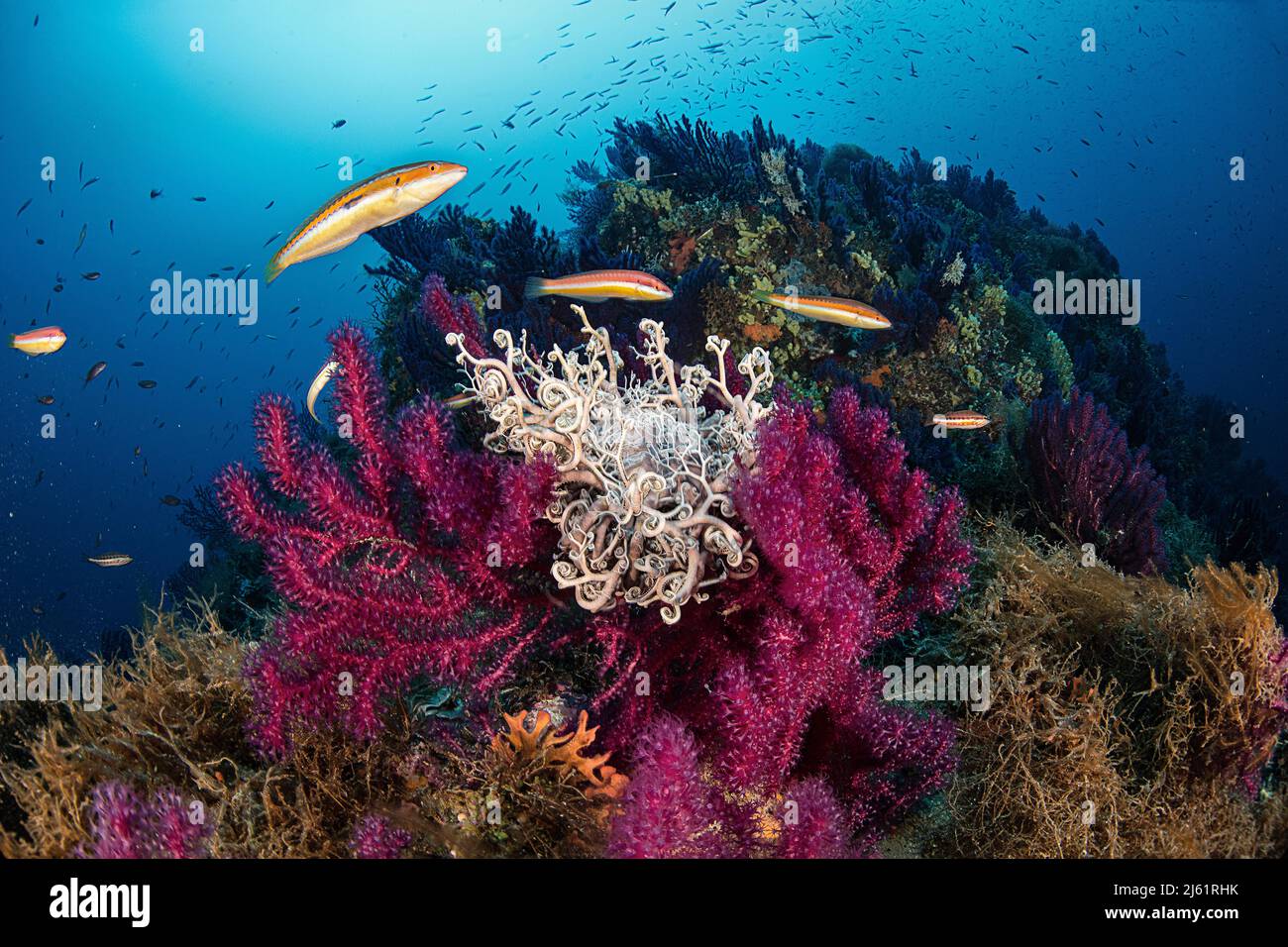 Reef secca di mezzo canale Foto Stock
