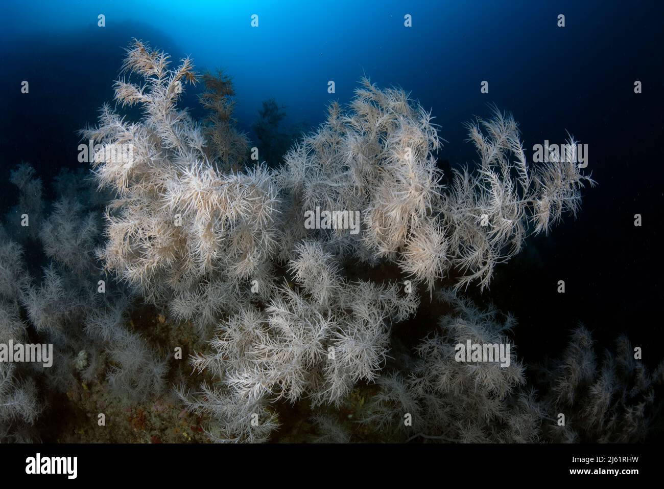 Un mitico punto di immersione profonda nel mediterraneo, lo shoal Atlantide, caratterizzato dalla presenza di una immensa colonia di corallo nero (Antipathiella subpin Foto Stock