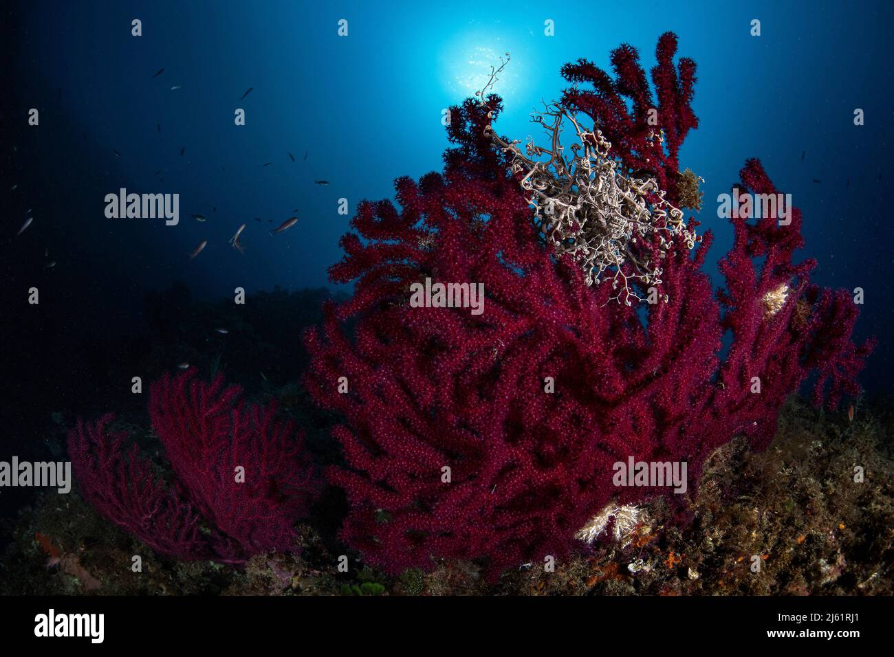 Una profonda barriera corallina mediterranea nell'isola di Favignana, in Italia Foto Stock