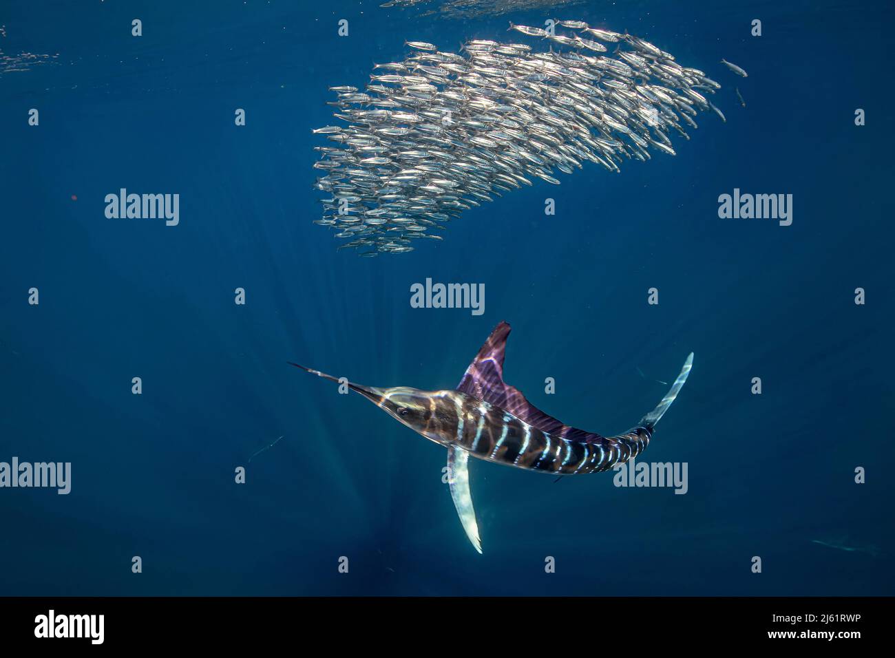 Marlin a strisce che inseguono una palla di pesce sgombro, Messico Foto Stock