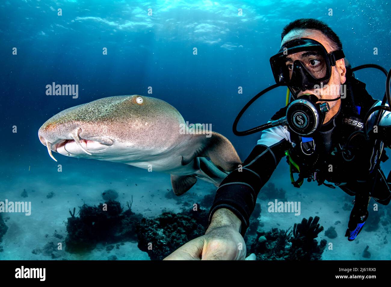 Un selfie con uno squalo infermiera in banca Chinchorro Foto Stock