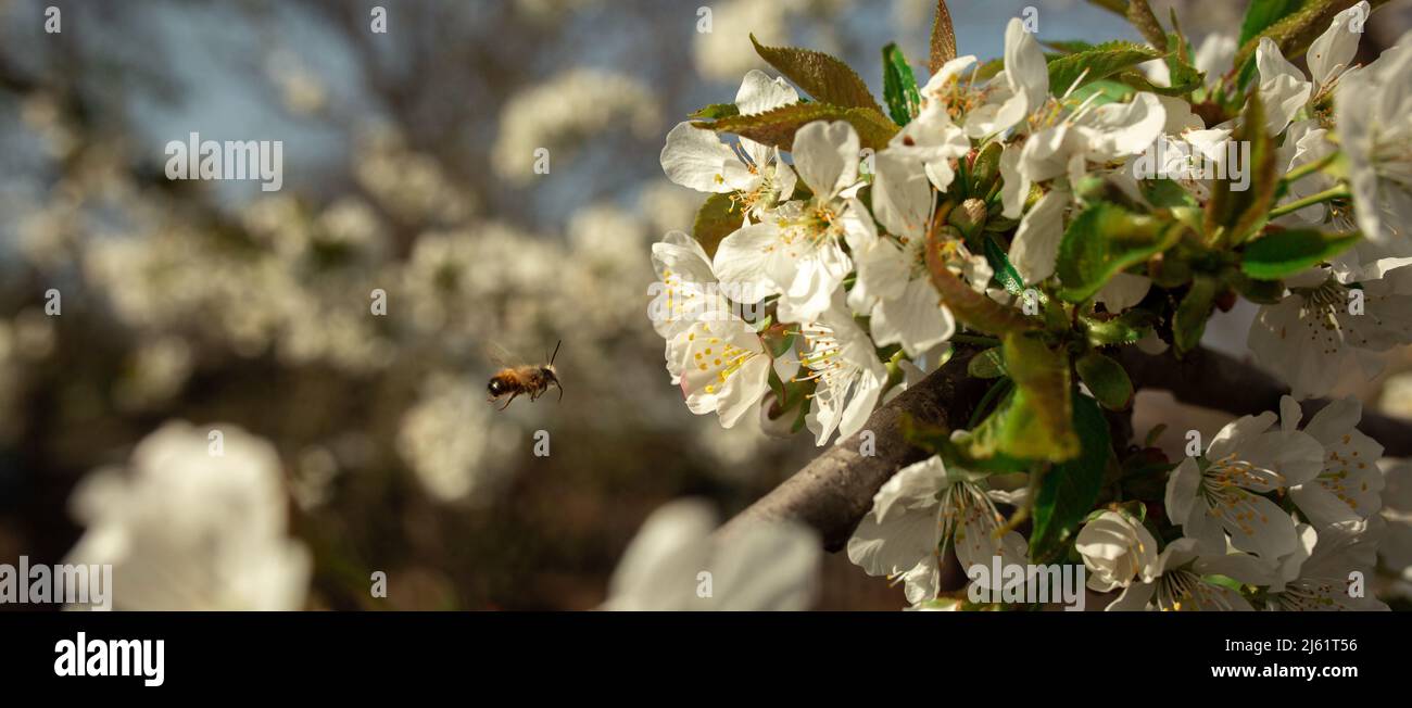 Un'ape vola ad un fiore su un albero in primavera per impollinare e fare miele. Immagine per un negozio di apicoltura, pubblicità del miele, libri di cura degli insetti. Foto Stock