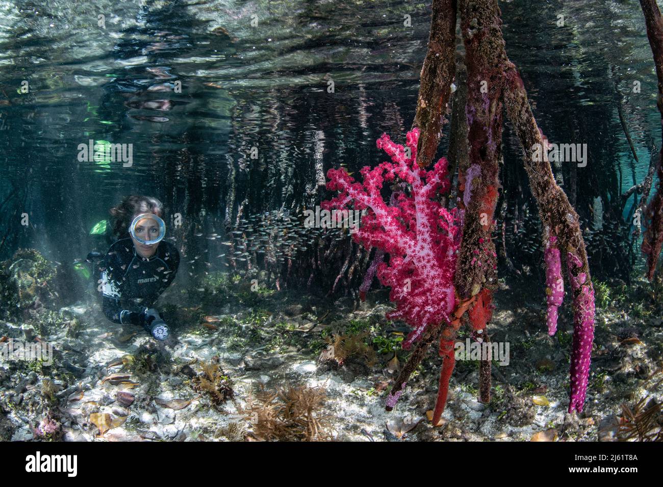 Mangrovie e coralli molli Foto Stock