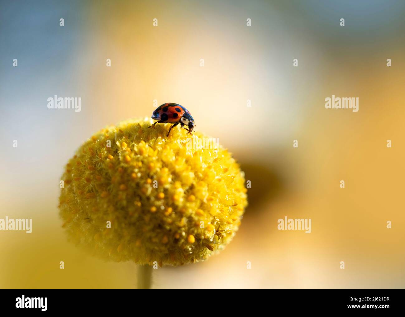 Ladybug che strisca sulla cima di billy Button (Craspedia glauca) Foto Stock