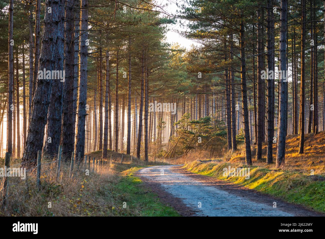 Regno Unito, Galles, strada sterrata vuota nella foresta di Newborough al tramonto Foto Stock