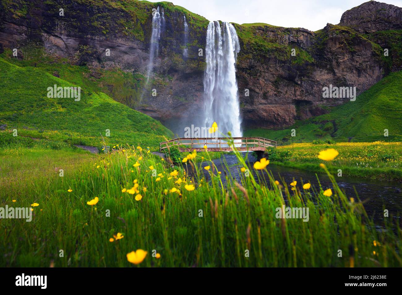 Cascata Seljalandsfoss in Islanda con fiori in primo piano Foto Stock