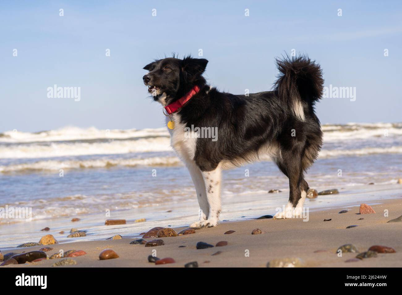 Collie di confine in piedi sulla spiaggia Foto Stock