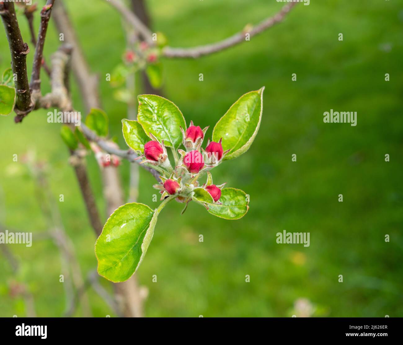 Fiore di albero di mele nel giardino di primavera Foto Stock