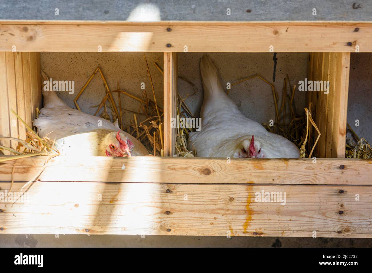 Due polli che poggiano sulla paglia in una scatola di nidificazione. Foto Stock