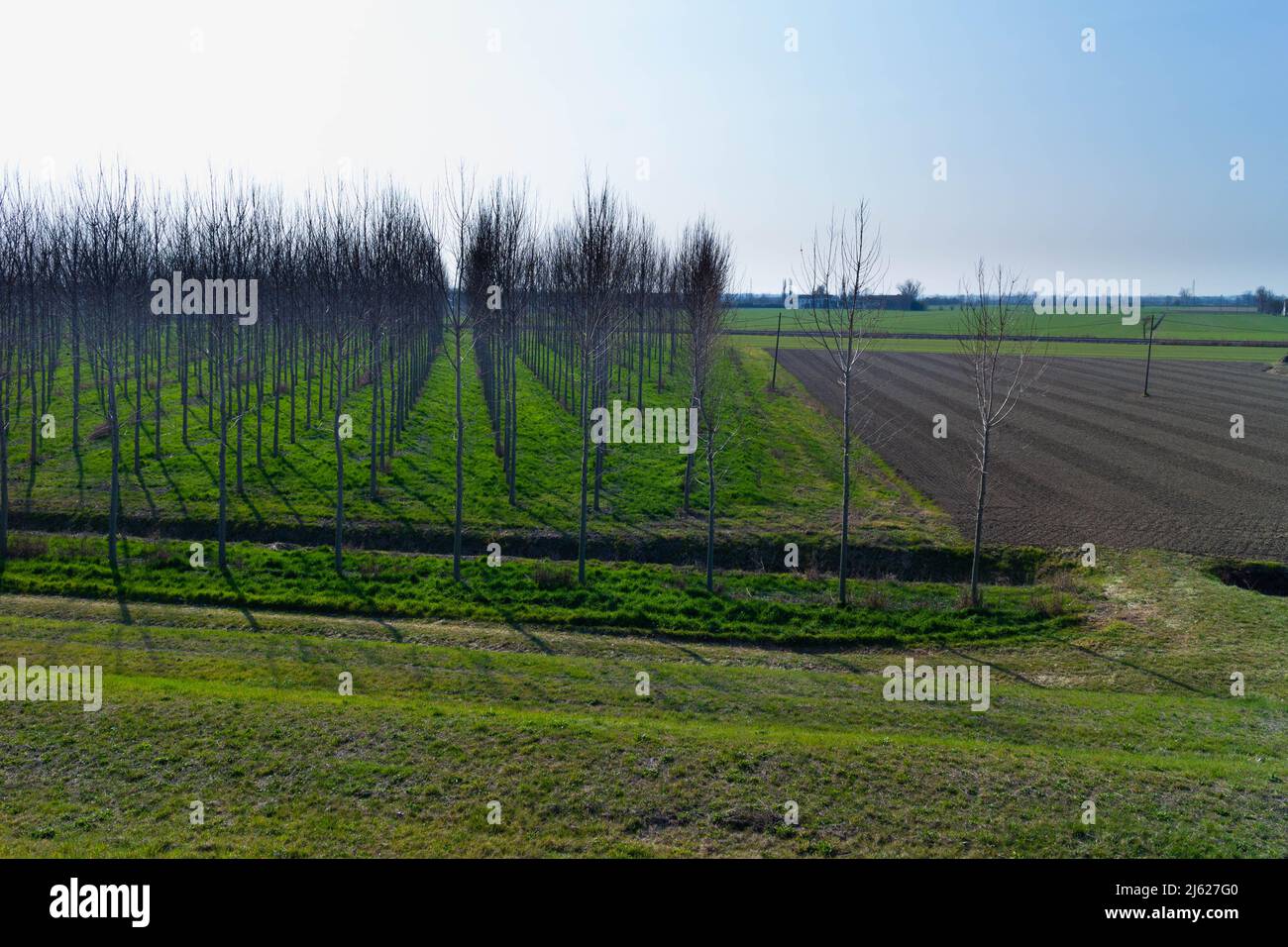 Vista di alberi crescenti per legno. Industria del legno, Italia Foto Stock