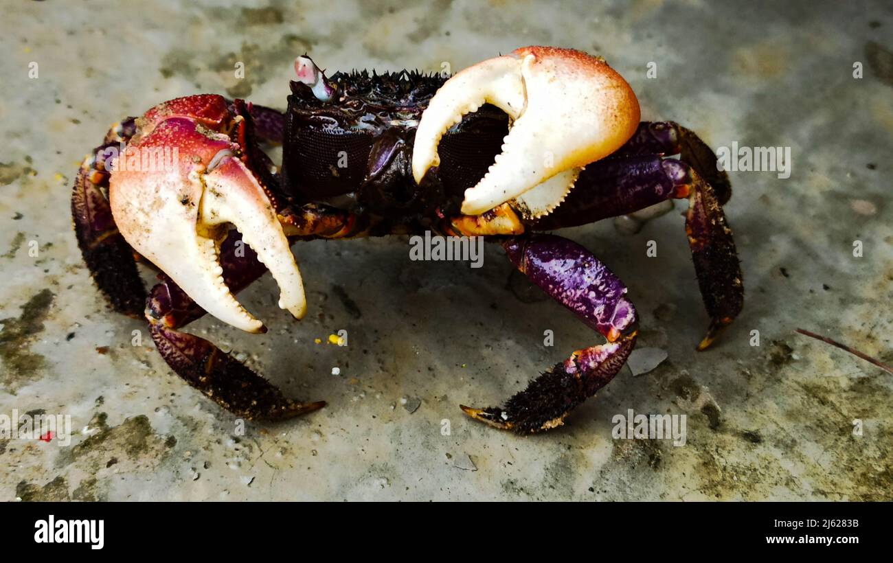 bel rosso e color maroon indiano isolato granchio di cocco sulla spiaggia Foto Stock