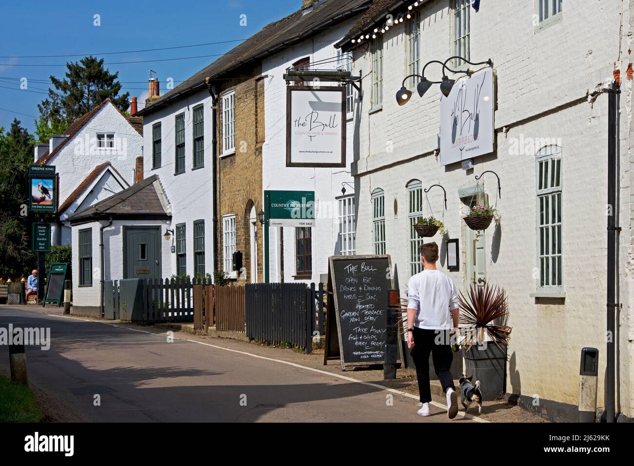 Giovane uomo che cammina cane accanto al Bull pub nel villaggio di Gosmore, Hertfordshire, Inghilterra Regno Unito Foto Stock