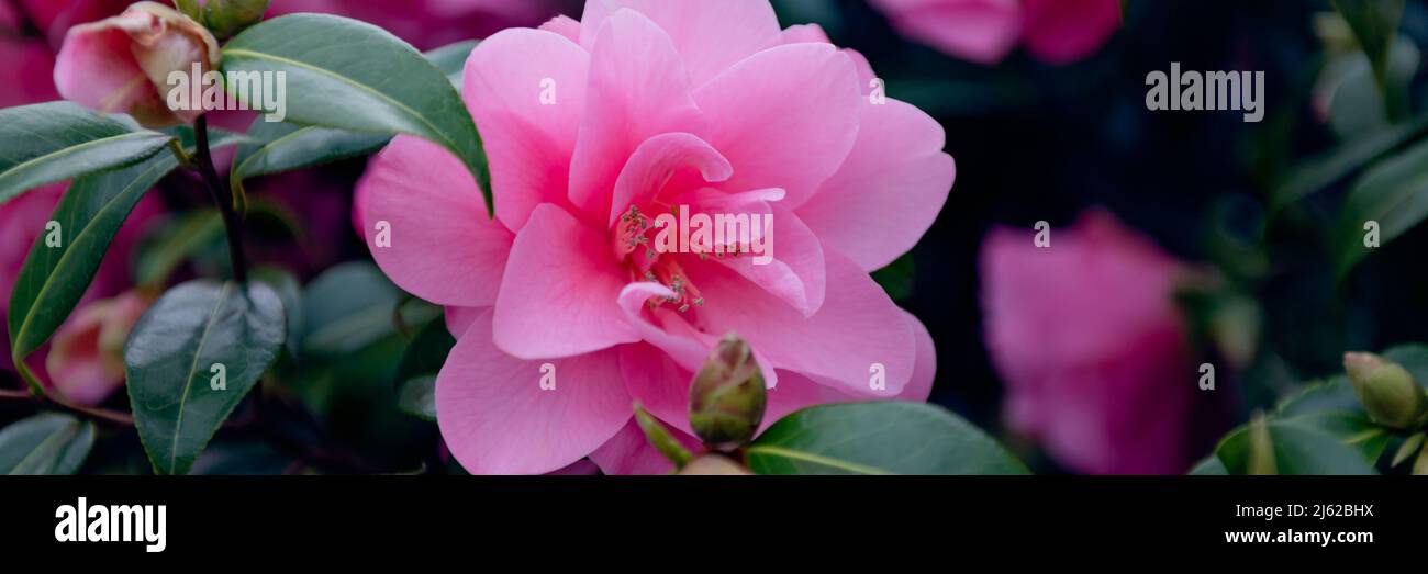 Camellia rosa con fiori in fiore Foto Stock