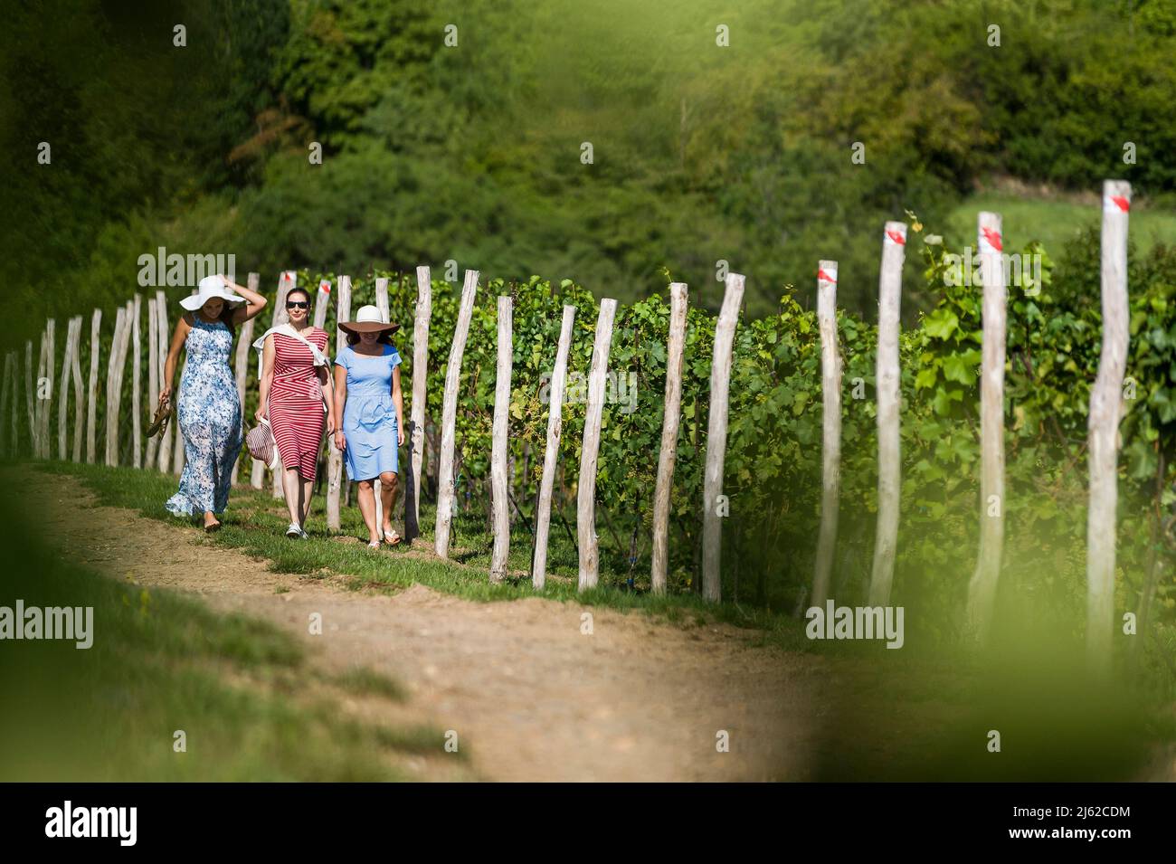tre donne che passeggiando nel vigneto estivo Foto Stock