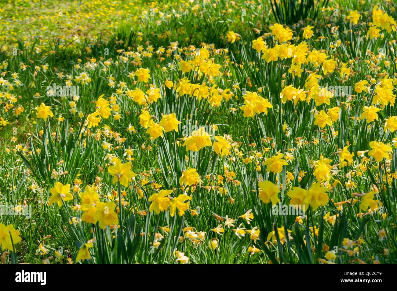 Field of Daffodils, Narcissus in primavera Regno Unito Foto Stock
