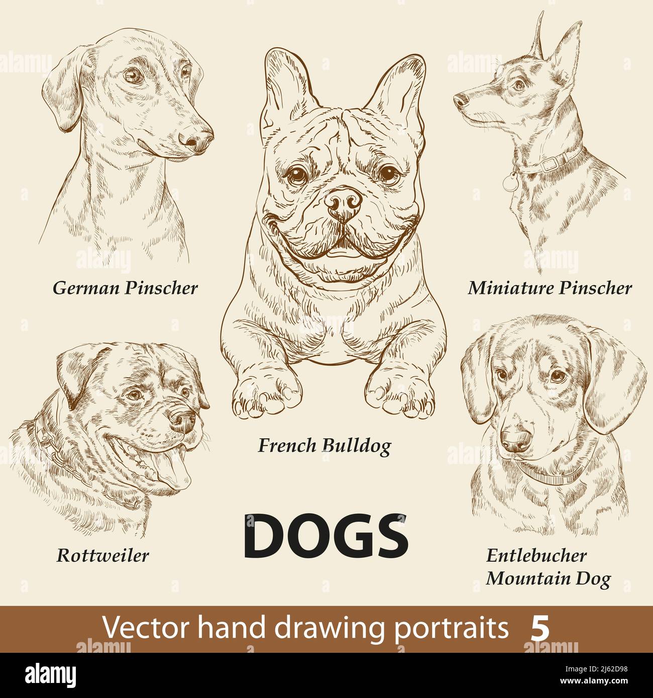 Set di disegno manuale di un carino cani razze parte 5. Testa dei cani isolata su sfondo beige. Matita mano disegnata ritratto realistico. Raccolta di animali. Buona f Illustrazione Vettoriale