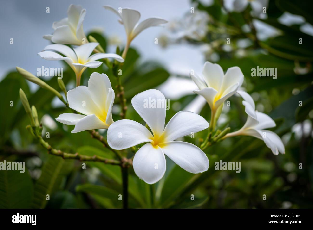 Plumeria è endemico alberi del Messico e Thailandia e fiore nazionale del Laos. Albero del Tempio bianco con sfondo verde foglia nel giardino. Foto Stock