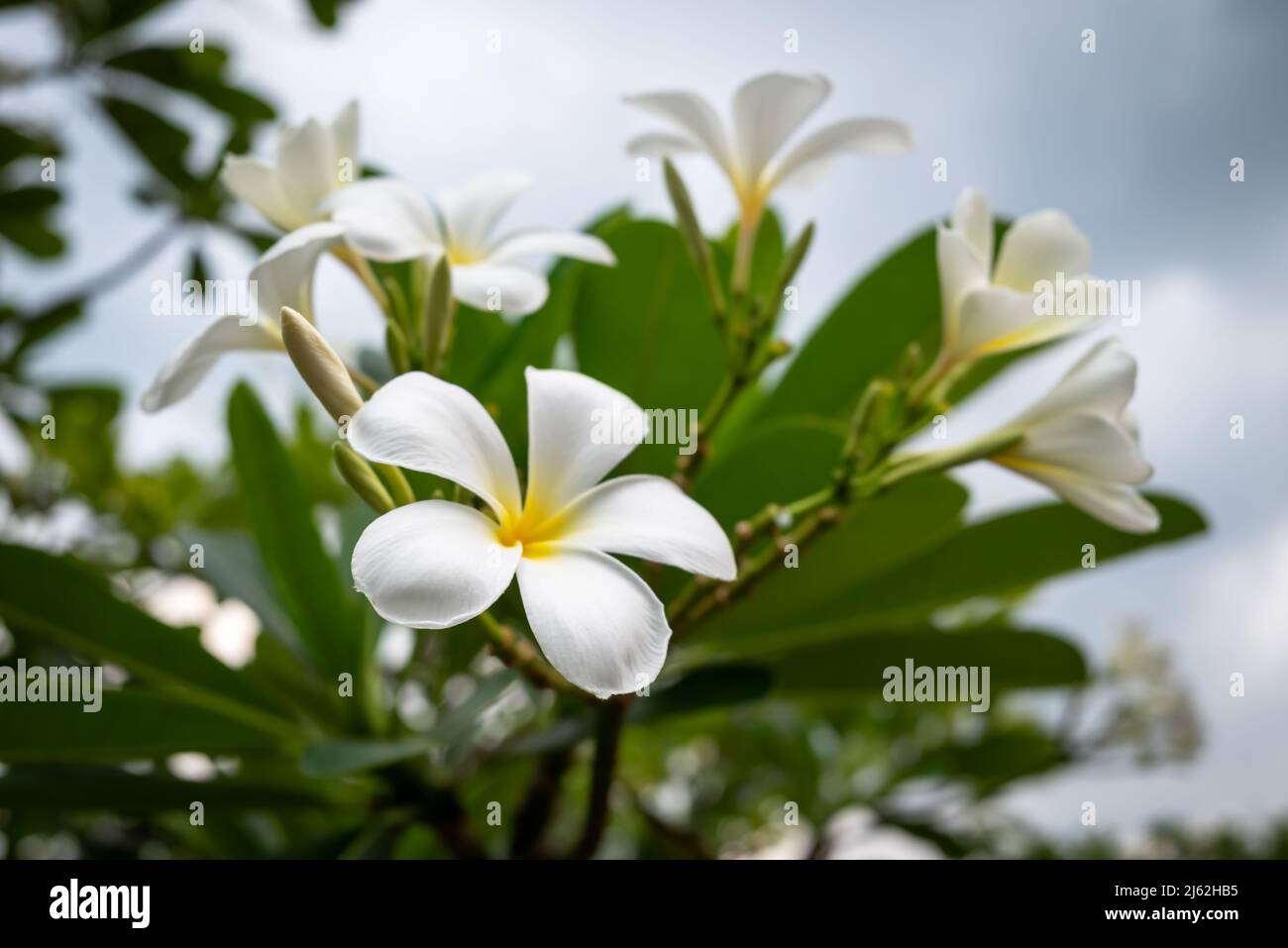 Plumeria è endemico alberi del Messico e Thailandia e fiore nazionale del Laos. Albero del Tempio bianco con sfondo verde foglia nel giardino. Foto Stock