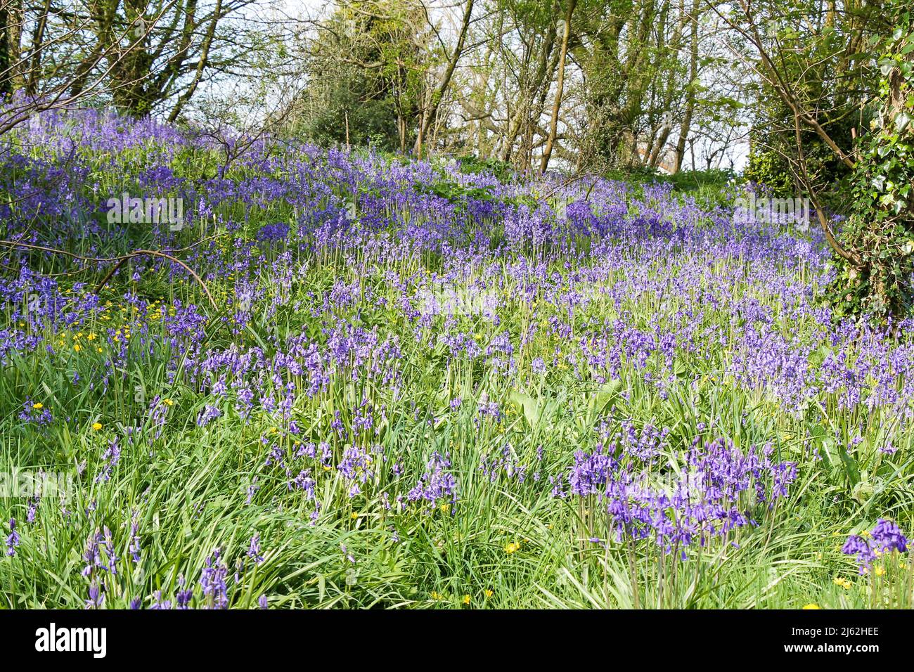 Bluebells o Blue Bells che coprono il terreno boschivo in primavera Foto Stock