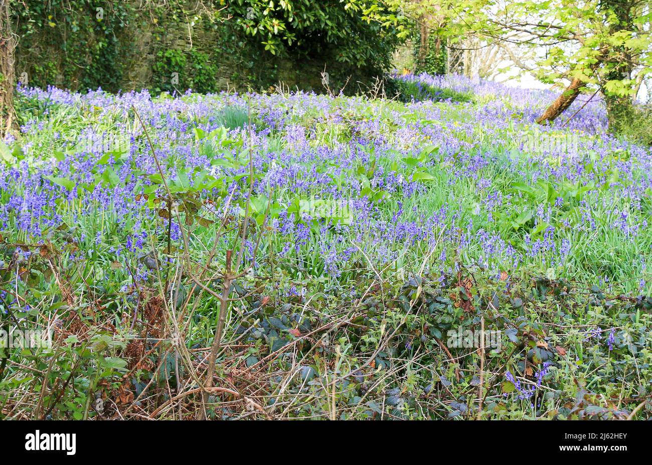Bluebells o Blue Bells che coprono il terreno boschivo in primavera Foto Stock
