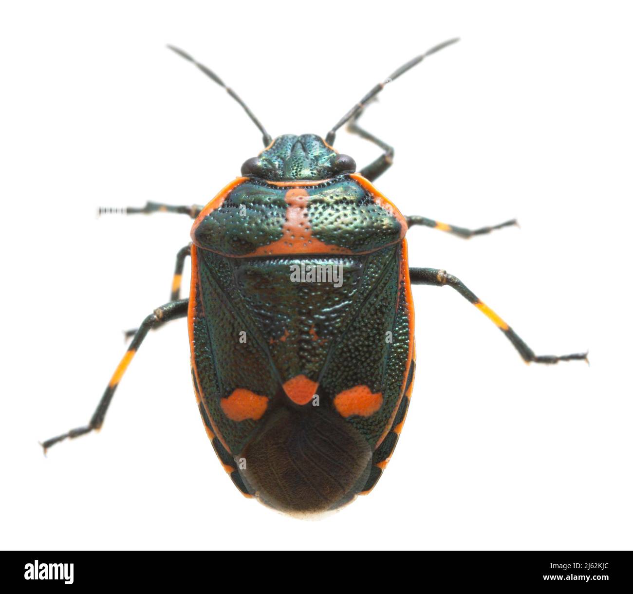 Crucifer scudo bug, Eurydema oleracea isolato su sfondo bianco Foto Stock